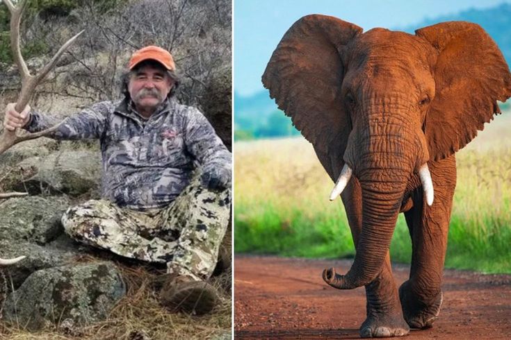 ABD’li milyoner avcı fillerin altında can verdi