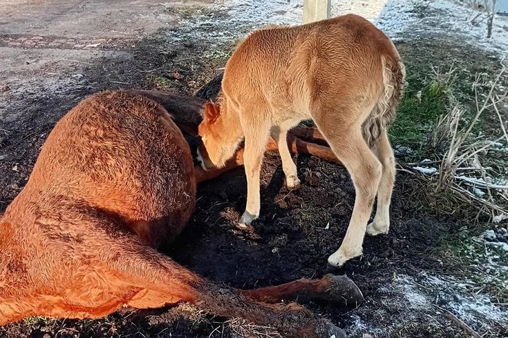 Tay, ölen annesinin başından ayrılmadı