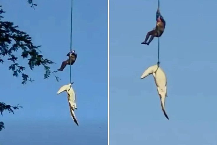 Helikopterle timsah avı: İnsan yiyen canavarı nehirden böyle çıkardılar