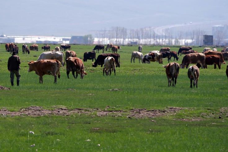 Kurbanlıkta yeni dolandırıcılık yöntemi Fotoğrafla tuzak kuruyorlar