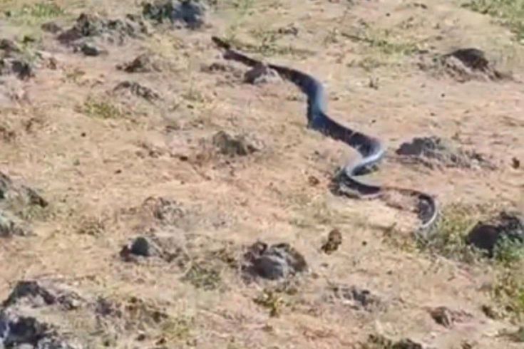 Diyarbakır’da yaklaşık 3 metre uzunluğunda yılan görüntülendi
