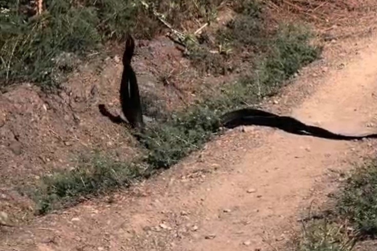 Yılanların dansı kameralara yansıdı