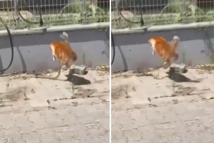 Kedi ile yılanın kavgası kamerada