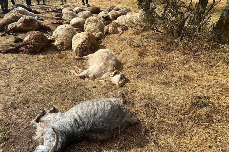 Otlatmak için araziye çıkardı 36’sını birden kaybetti