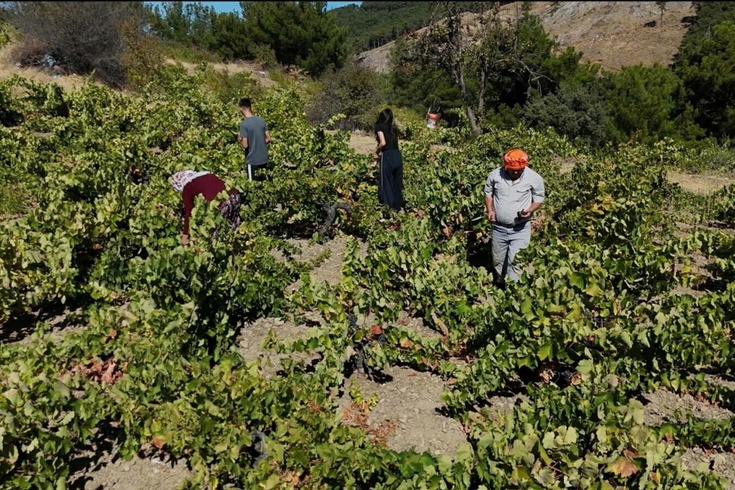 Kavacık üzümü bahçede 60, markette 200 lira Üretici aradaki fiyat uçurumuna isyan etti