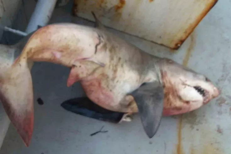 Edirne Enez açıklarında balıkçı ağından 65 kiloluk köpek balığı çıktı
