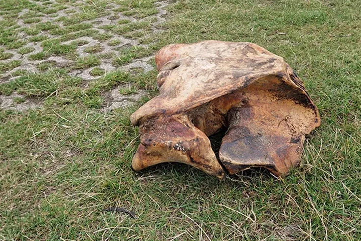 Tarlasını kazarken servet buldu Değeri tam 444 milyon TL
