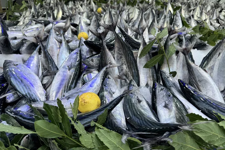 Palamut bollaştı, fiyatlar düştü Balıkçılardan skandal çağrı