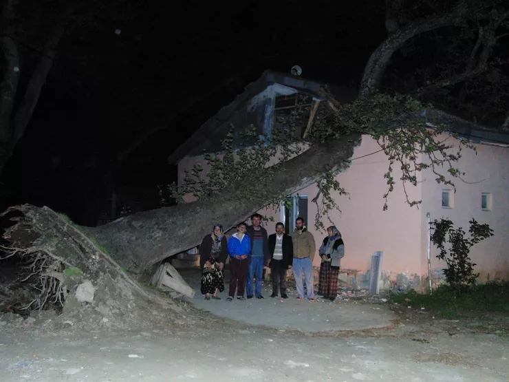 Dev Çınar Evin Üzerine Devrildi
