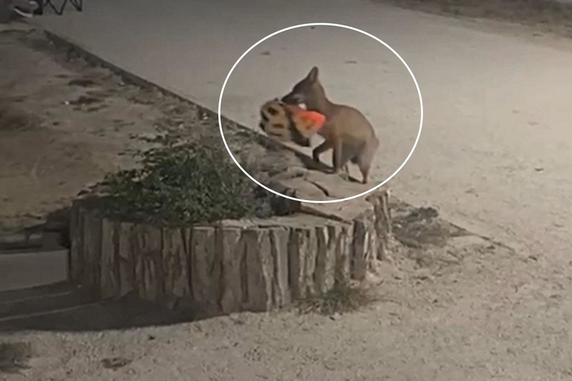 İzleyenler yapay zeka sandı Şehre inen tilki kapkaç yaptı