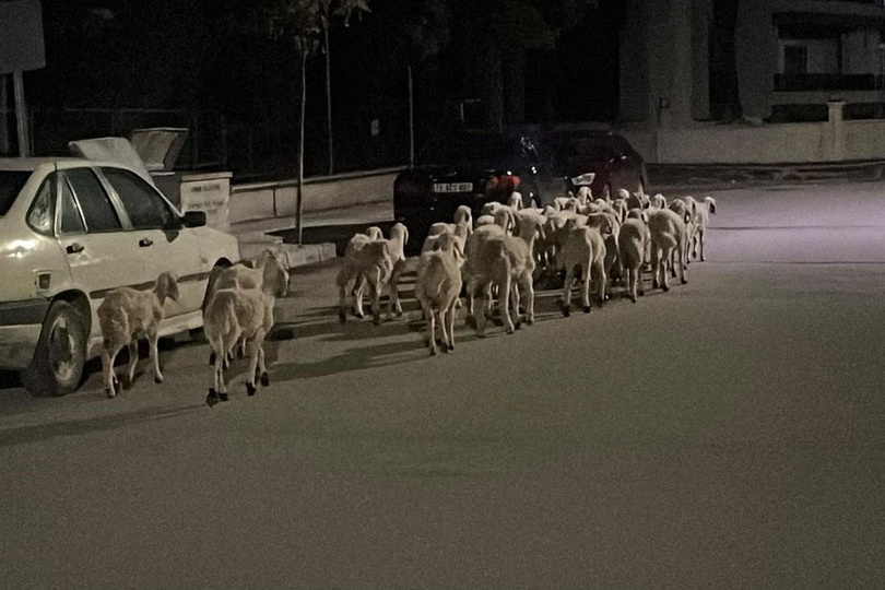 Çorum’da kapıyı kırıp kaçan koyunlar sokak sokak aranıp boş arazide bulundu