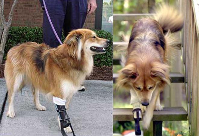 Papanın üzerinde köpek sürmek: nedenleri ve tedavisi Papanın üzerinde köpek sürmek: nedenleri ve tedavisi