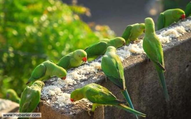 https www sondakika com fotogaleri 4 bin papagani besleyen adam hindistan da yasayan bu adam 10 yildir yaklasik 4 bin kadar papagan besliyor kaynak 4 bin papagani besleyen adam https foto sondakika com galeri 2015 10 31 4 bin papagani