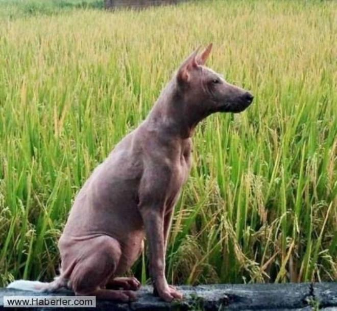 Neden bir köpeğin ısırdığını hayal et Savunma için hazırlanın mı Neden bir köpeğin ısırdığını hayal et Savunma için hazırlanın mı