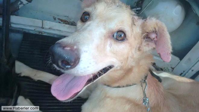 Neden bir köpeğin ısırdığını hayal et Savunma için hazırlanın mı Neden bir köpeğin ısırdığını hayal et Savunma için hazırlanın mı