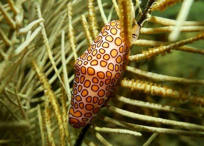 Flamingo Tongue Snail