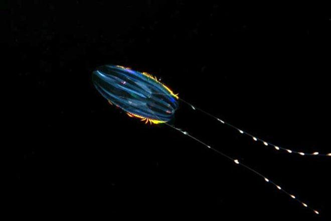 Comb Jellies