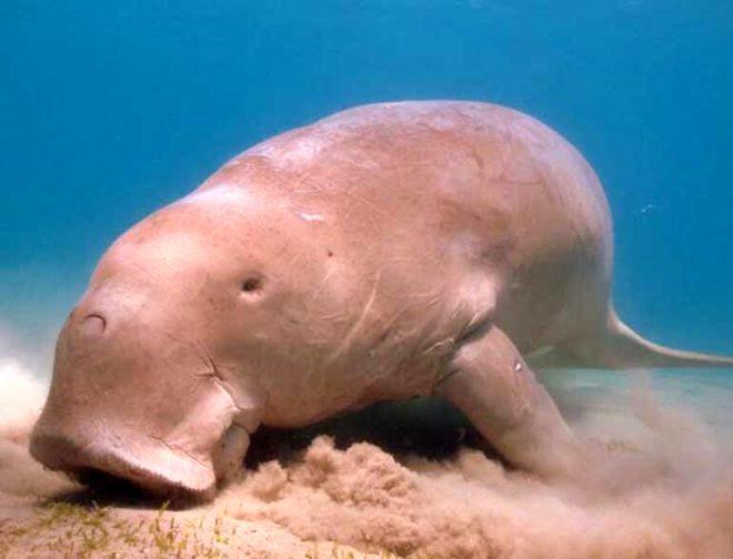 Dugong