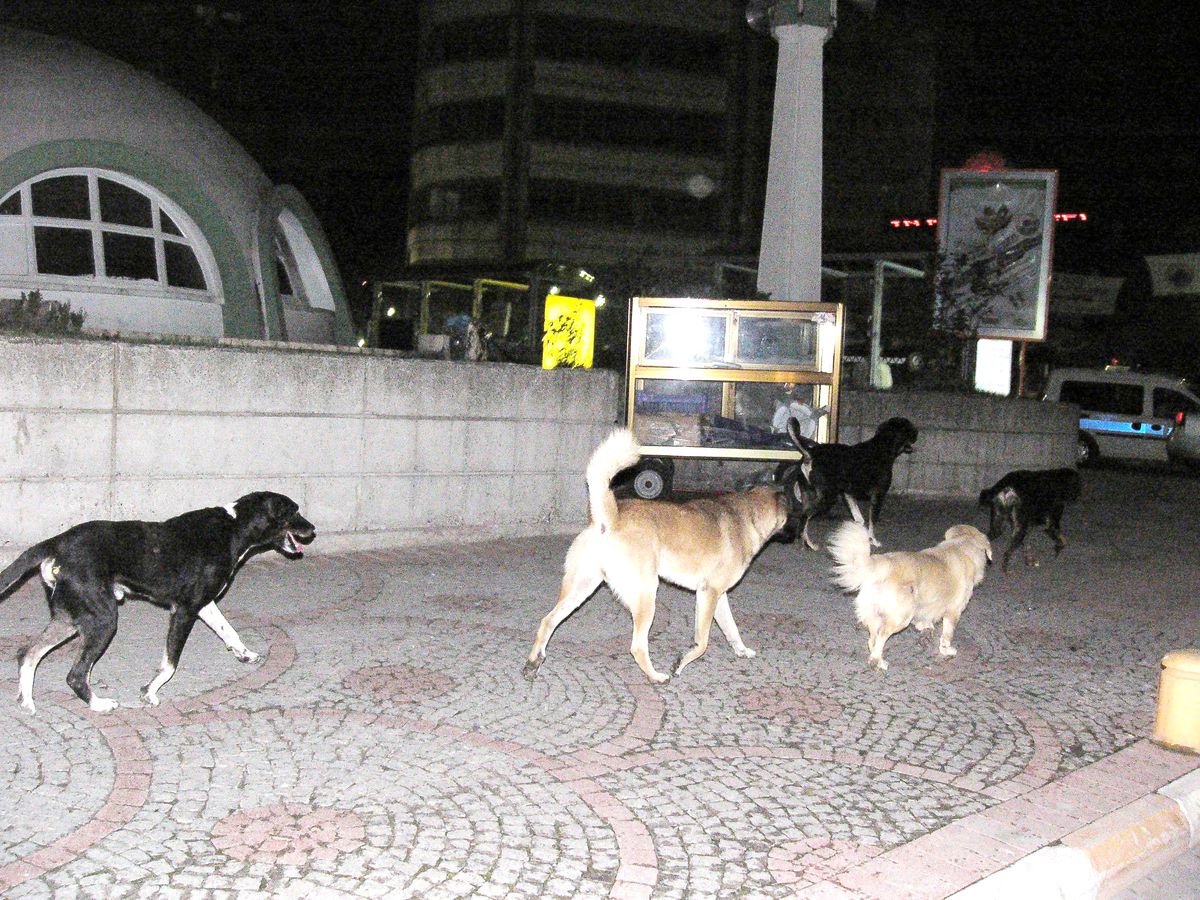Samsun: Samsun'da Sahipsiz Köpekler Tedirgin Ediyor