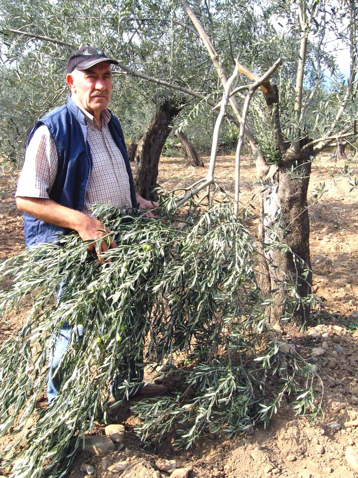 Balıkesir: Balıkesir'de Zeytin Hırsızlığı
