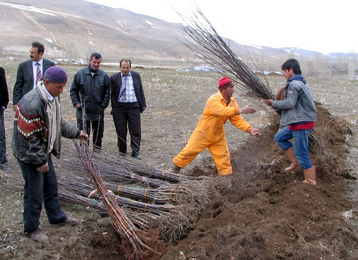 Fidanları Aldı, Göbek Attı