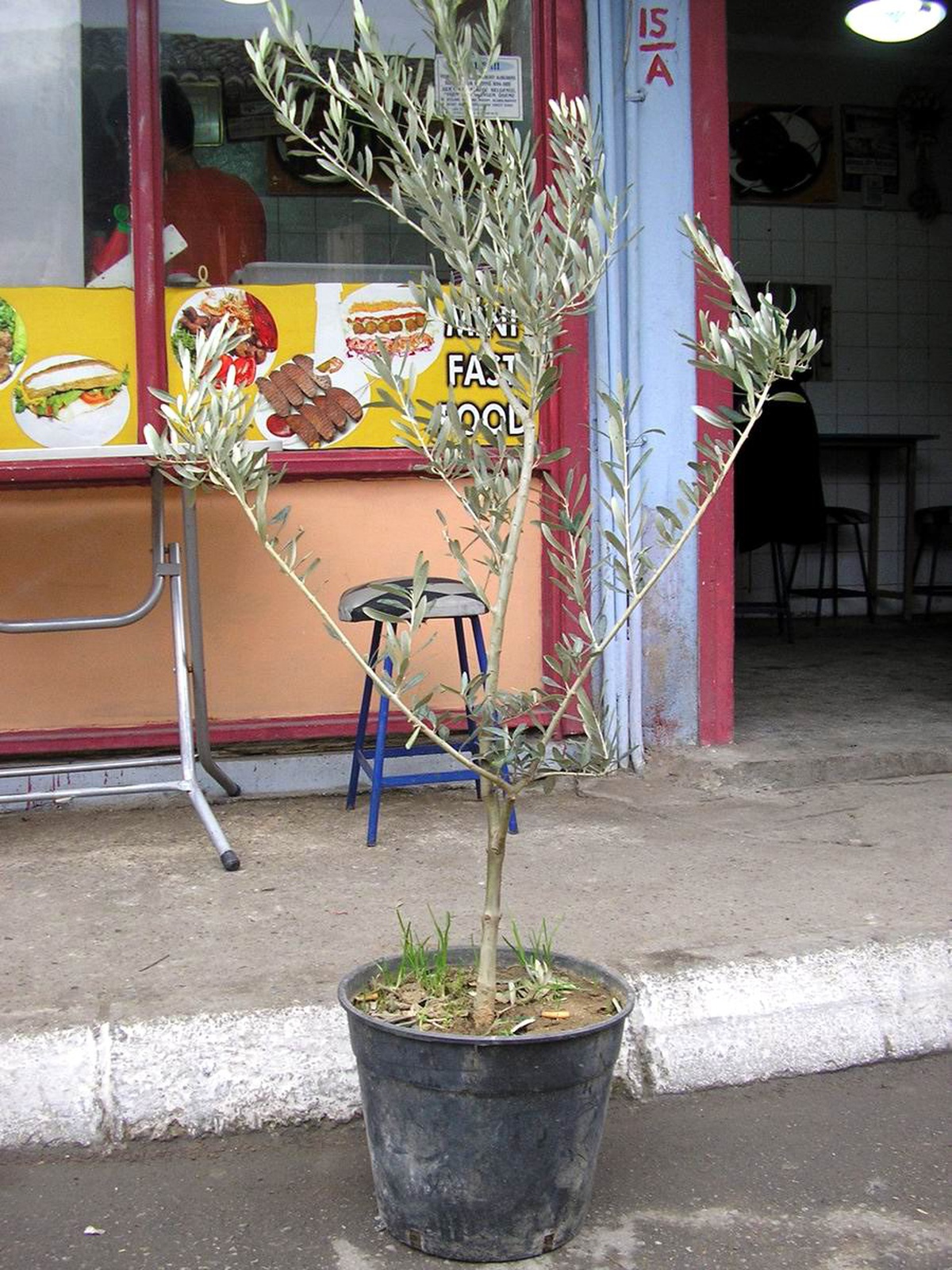 Havran Esnafı Sokakları Zeytin Fidanlarıyla Donattı