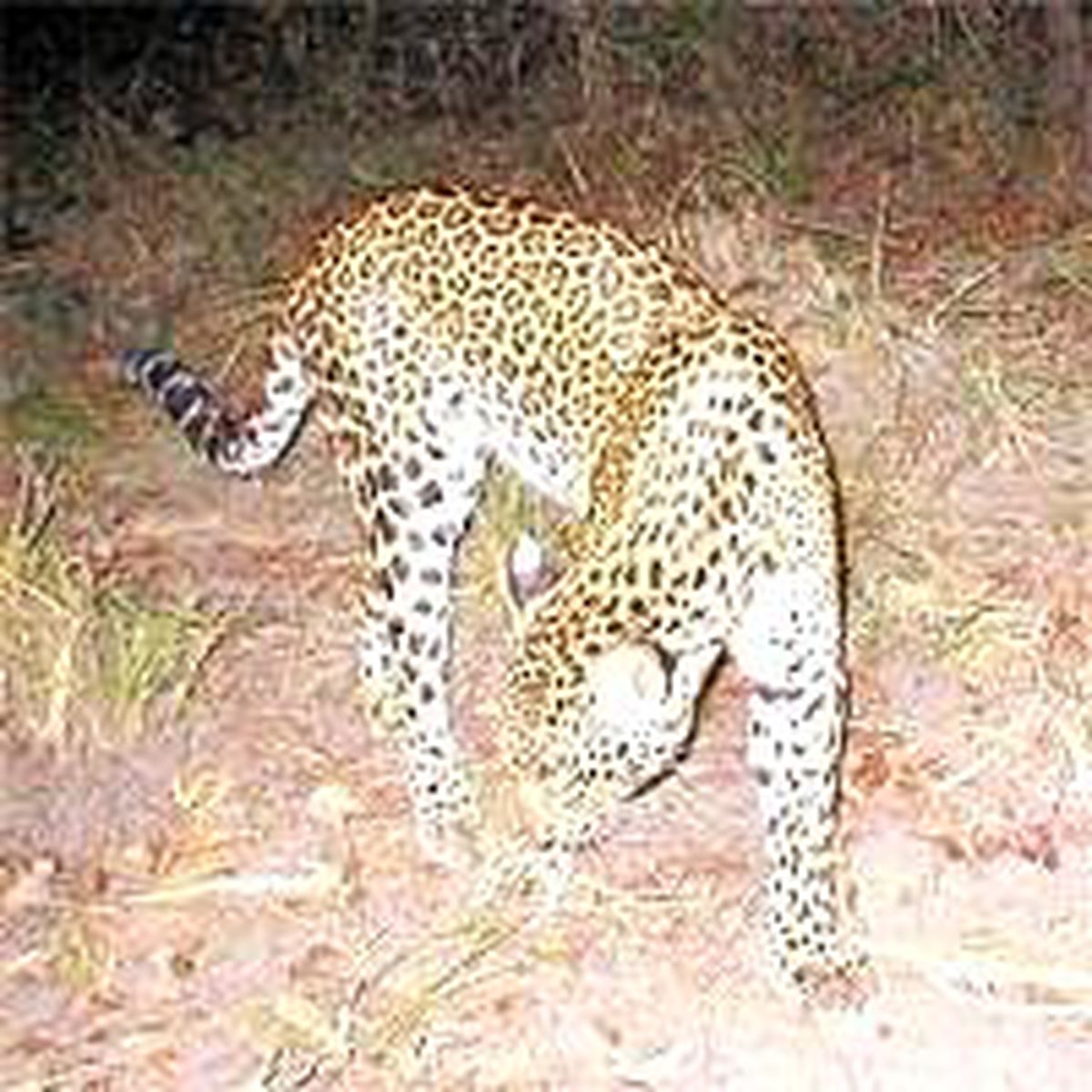 Hayalet Leopar İlk Kez Görüntülendi