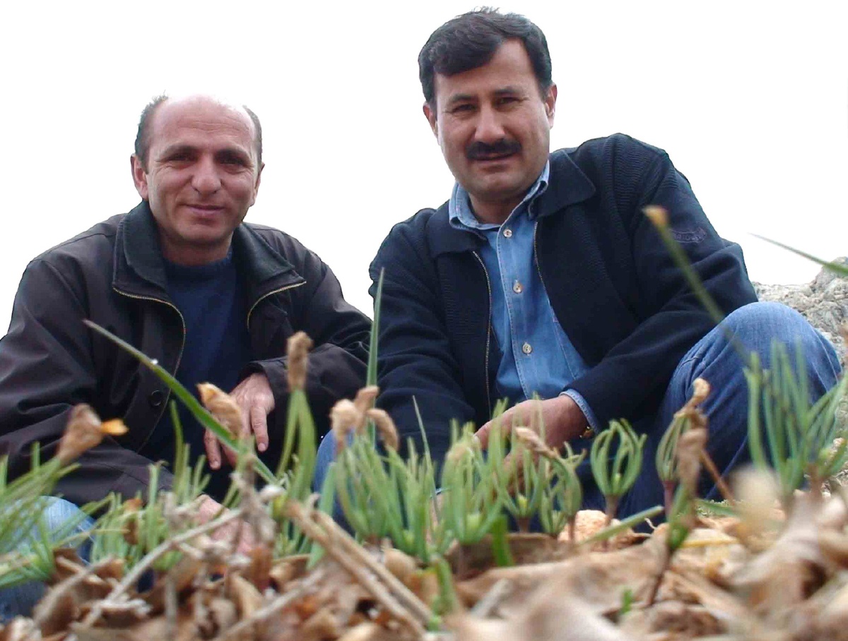 Toroslar'a Ekilen Sedir Tohumları Yeşeriyor