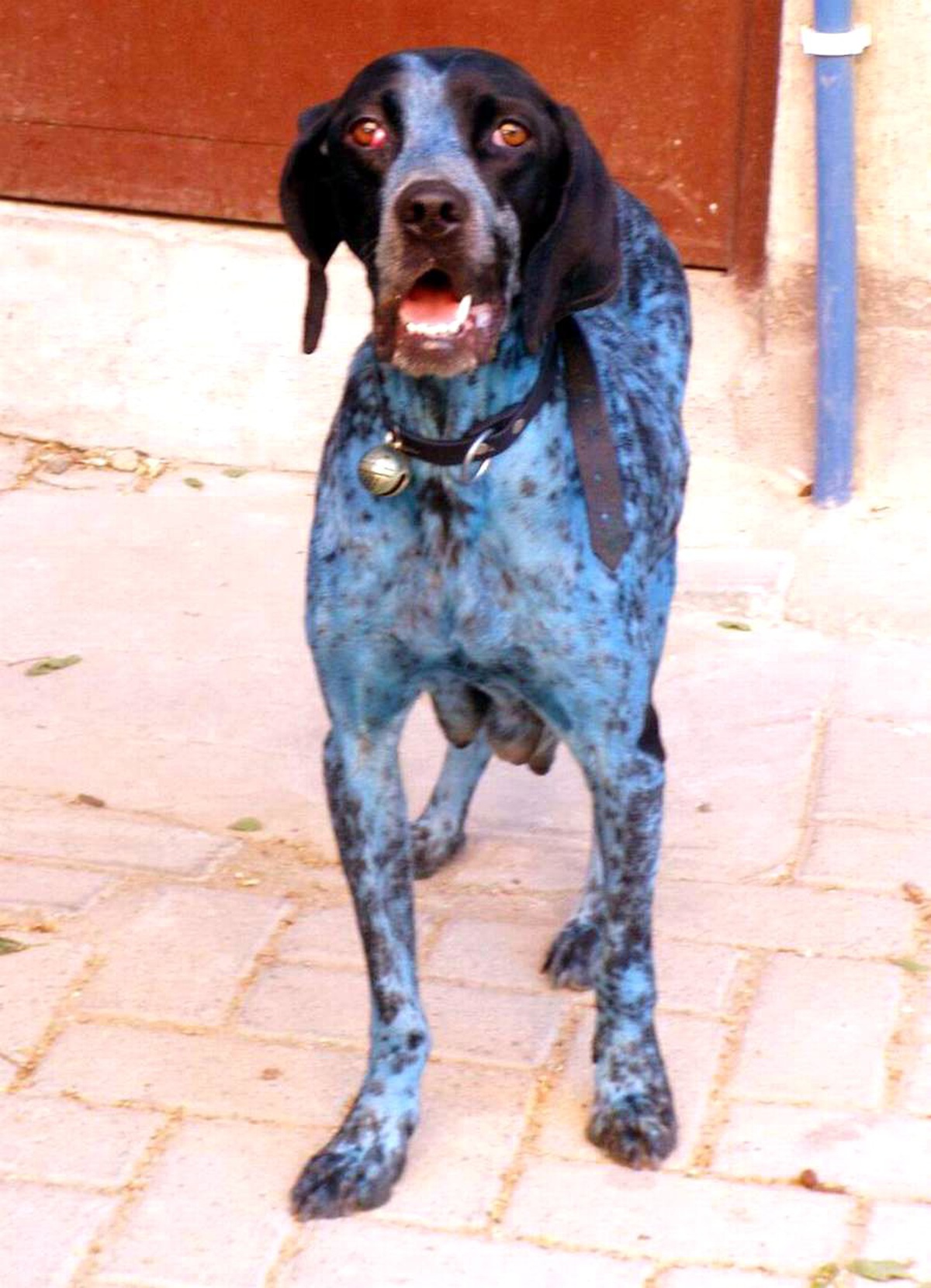 Mavi Renkli Köpek Görenleri Şaşırtıyor