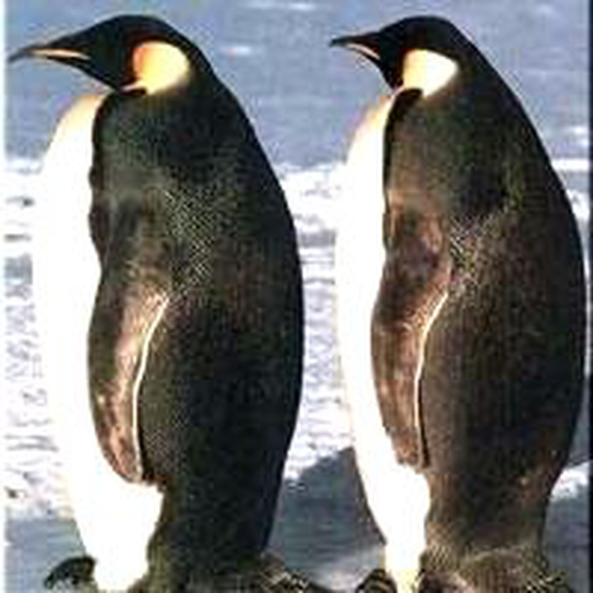 Penguen Yolunu Şaşırırsa