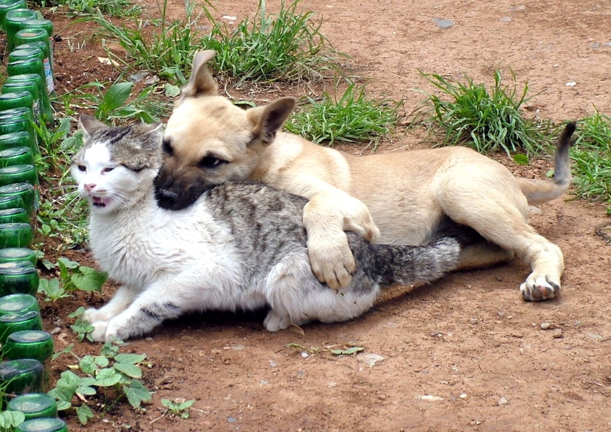 Kedi ve Köpeğin Seyirlik Oyunu