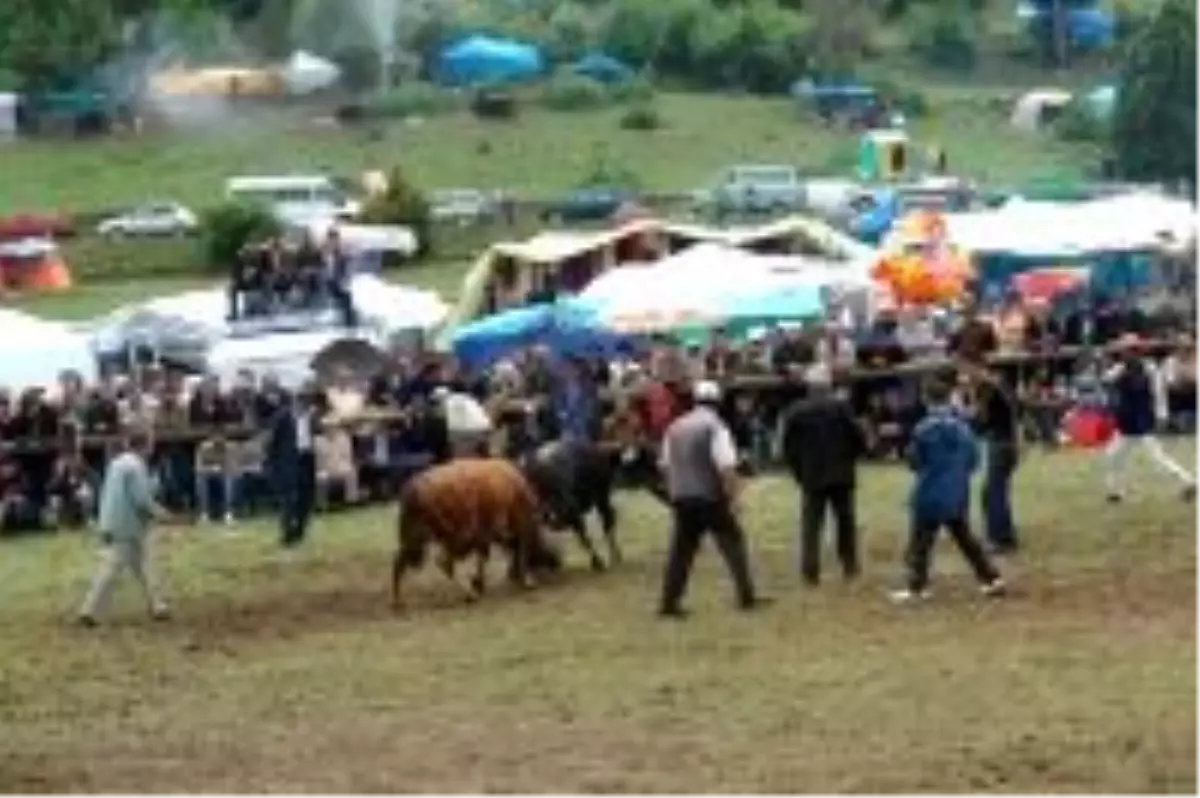 Marant Boğa Güreşlerine Yağmur Engel Olamadı