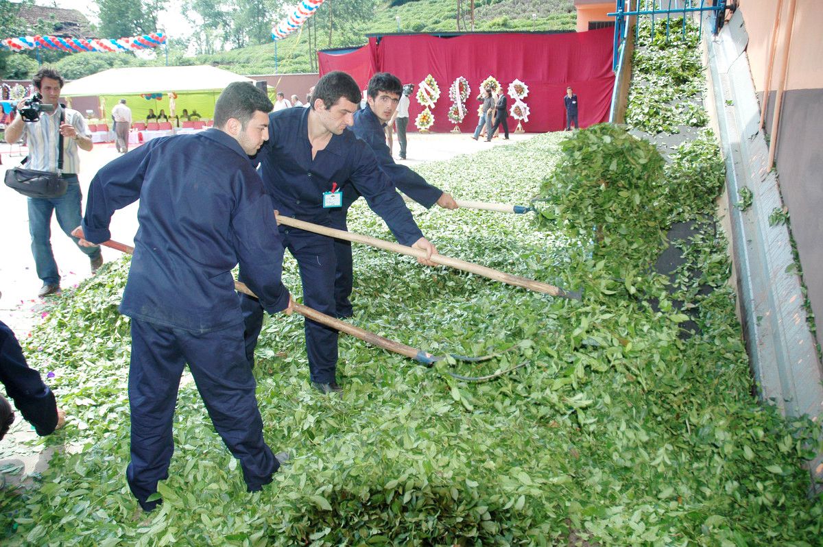 Seylan Çayını Türkiye'ye Getiren Özilay, Rize'de Açtığı Fabrika ile Rize Çayını Dünyaya Pazarlayacak
