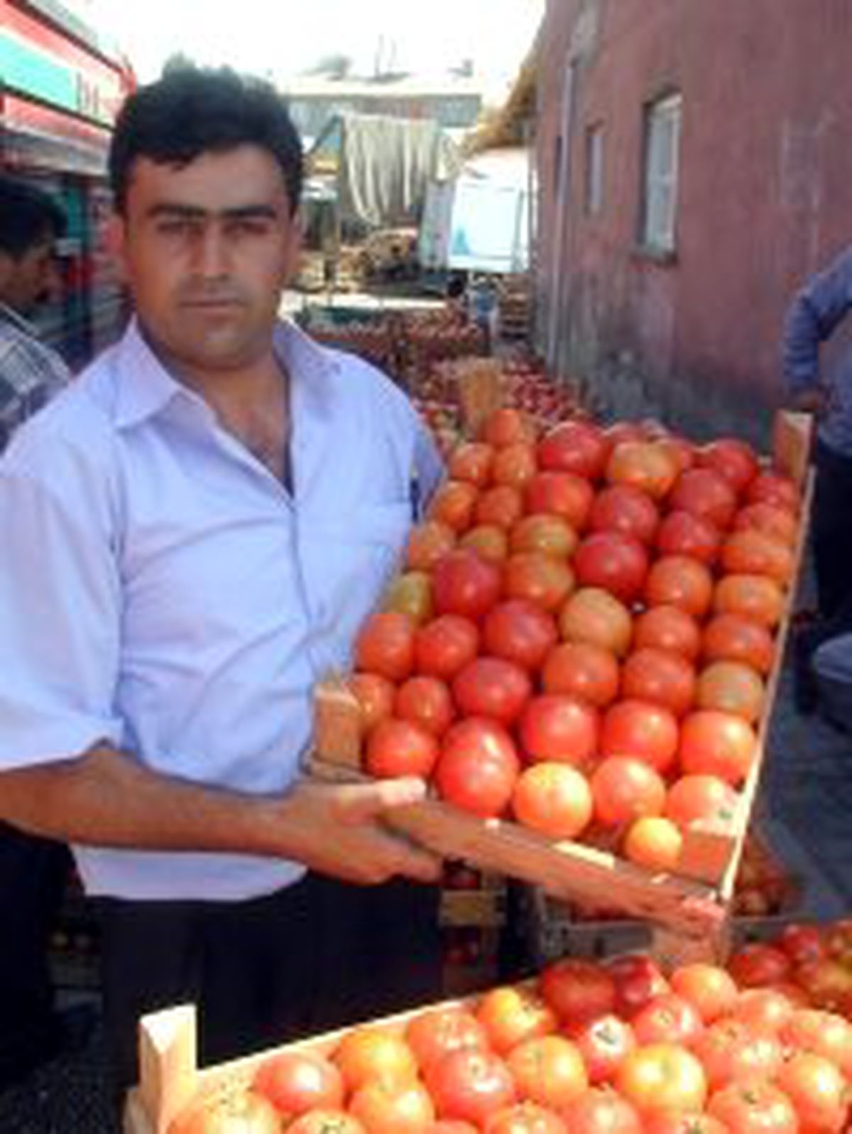 Ağaçta Patlıcan ve Domates Yetiştirildi