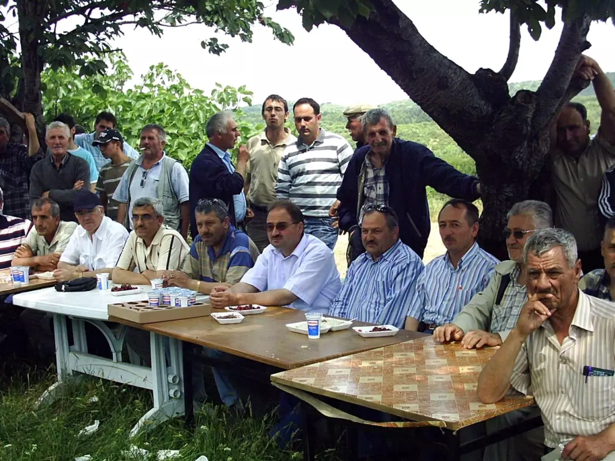 Kapıdağ Yarımadası'nda Kiraz Festivali