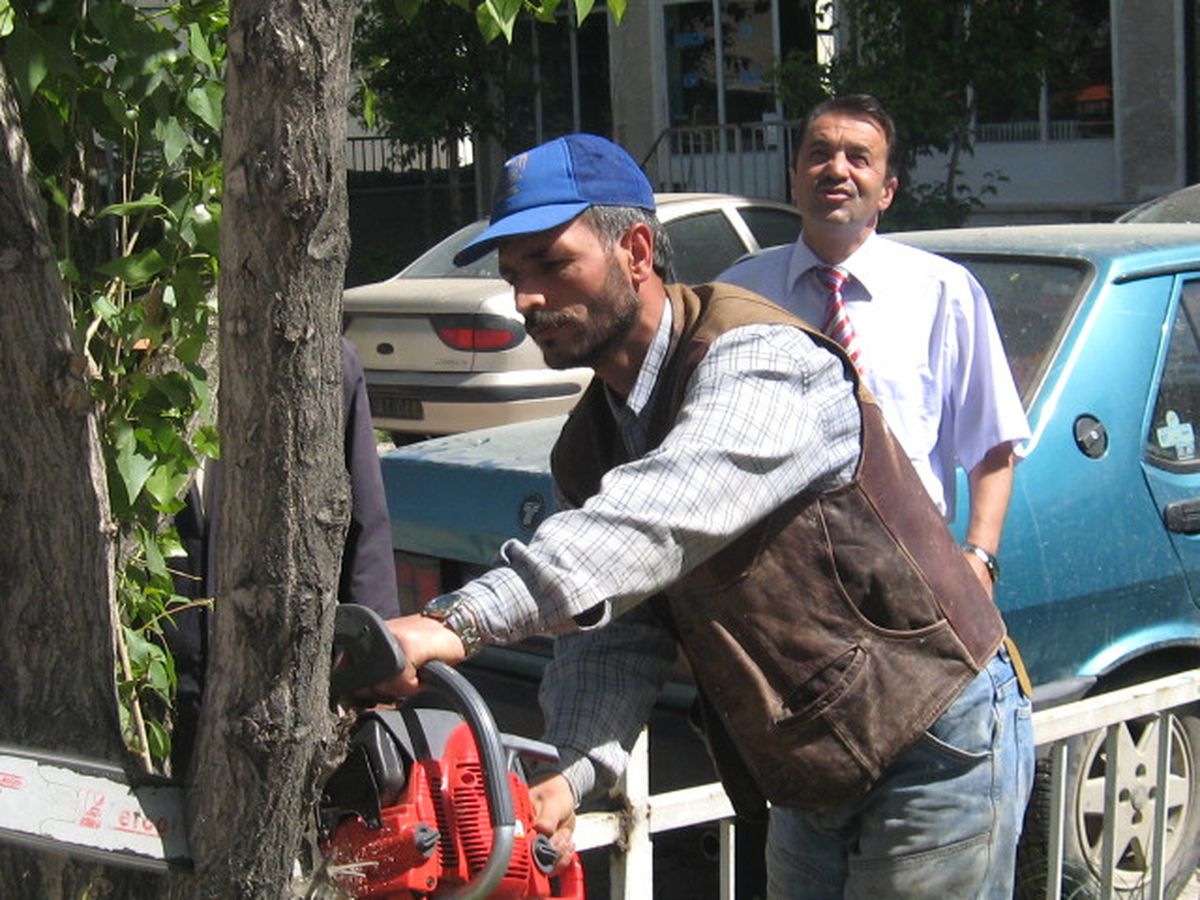 Taşlıçay'da Kavak Ağaçları Kesiliyor