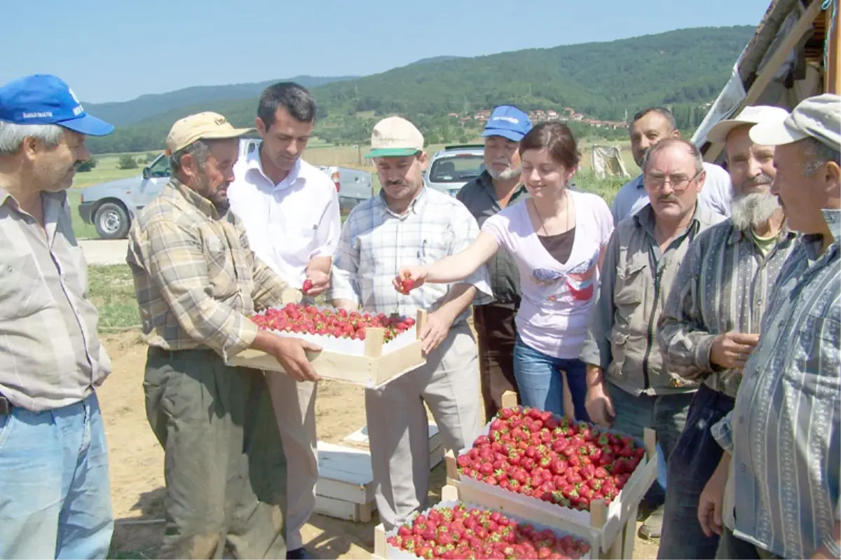 Çilek, Pamukovalı Üreticinin Yüzünü Güldürdü