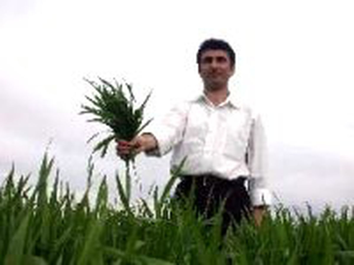 Arpa Ektiği Tarlada Çavdar Çıktı