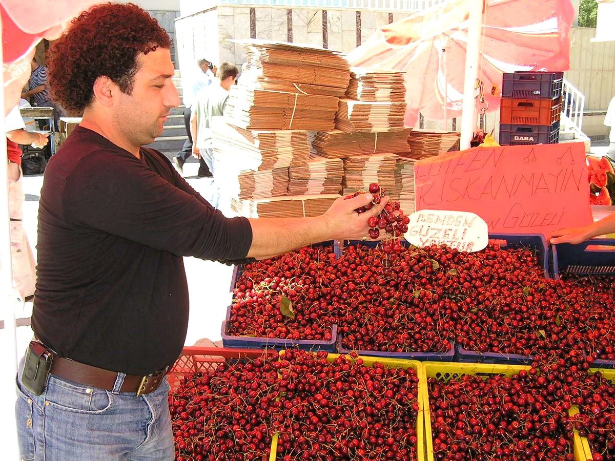 Kiraz Rekoltesine Ulaştı