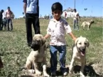 Kangal Kopegi Festivali Nde Kopeklerin Bogusmasi Yurekleri Agizlara Getirdi Son Dakika