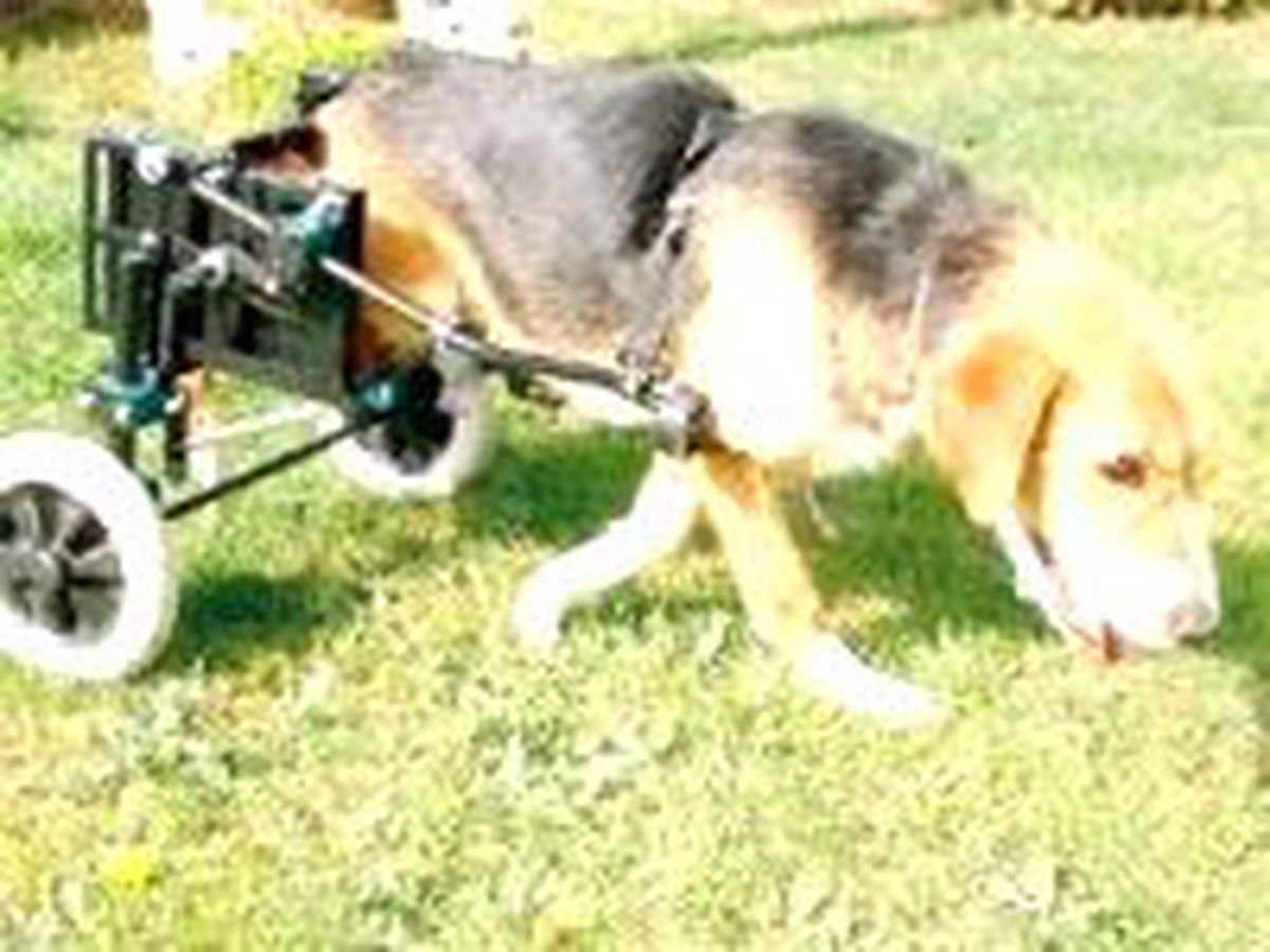 Felçli Köpek İçin Çırpınmıştı