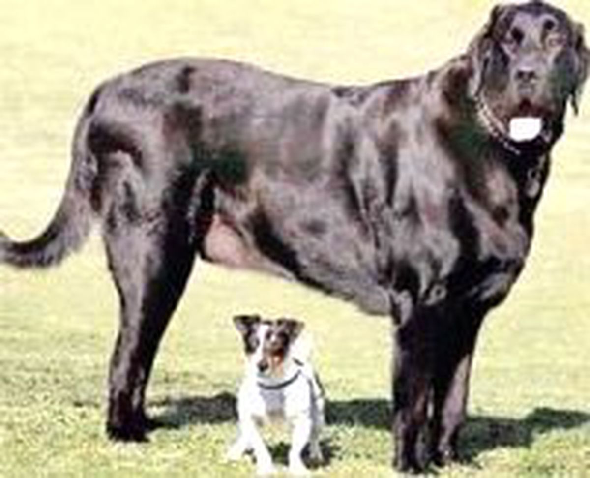 Boyu 1.96, 125 Kilo