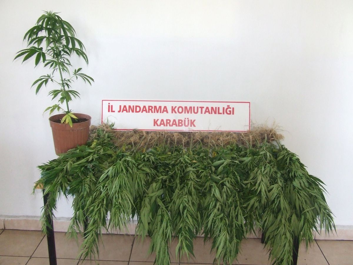 Safranbolu'da Kenevir Operasyonu