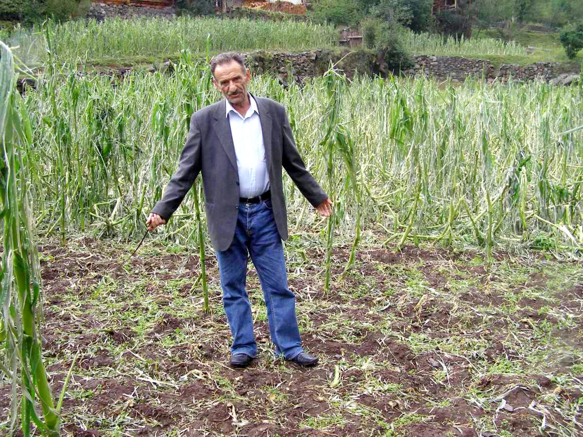 Artvin\'de Dolu ve Sağanak Yağış, Tarım Üreticilerini Vurdu