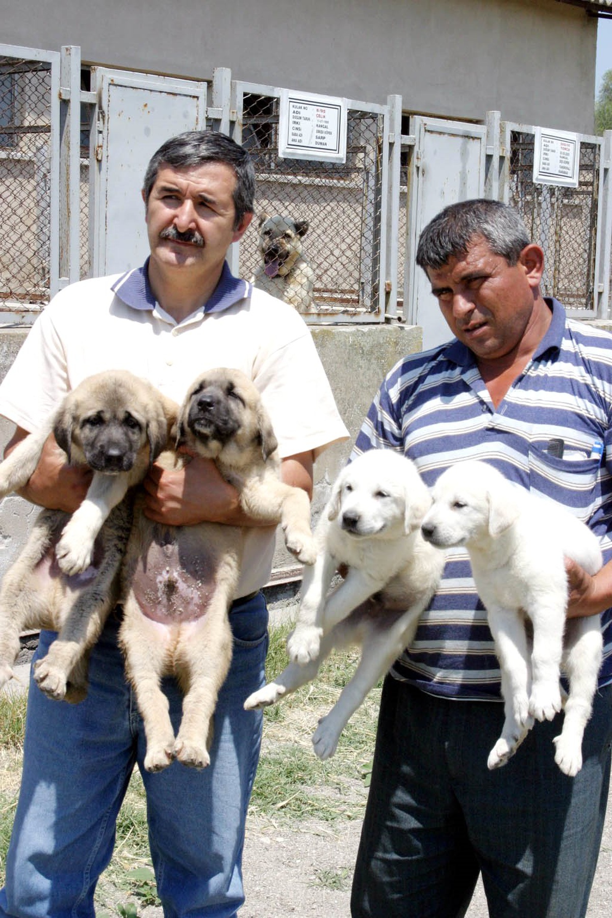 Kangal Yavruları İçin Bir Sene Sıra Veriyorlar