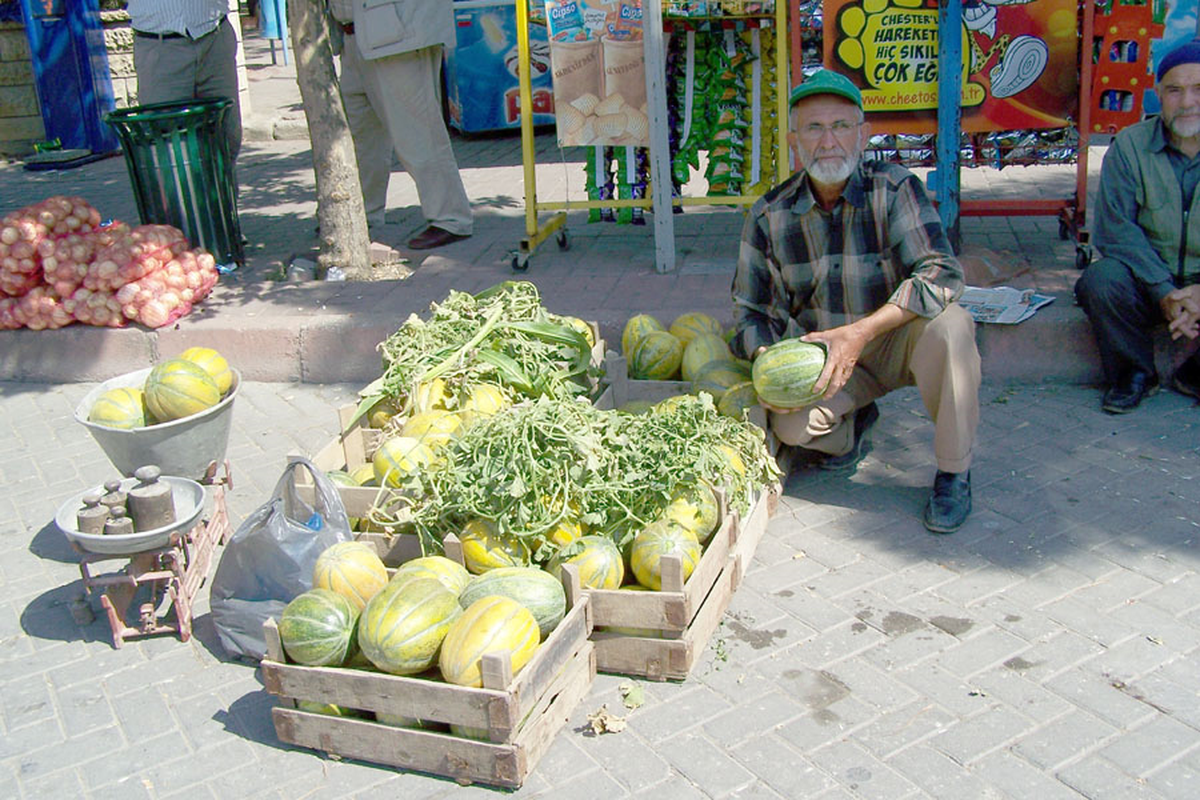 Pamukova Kavunu Yeniden Yetiştiriliyor