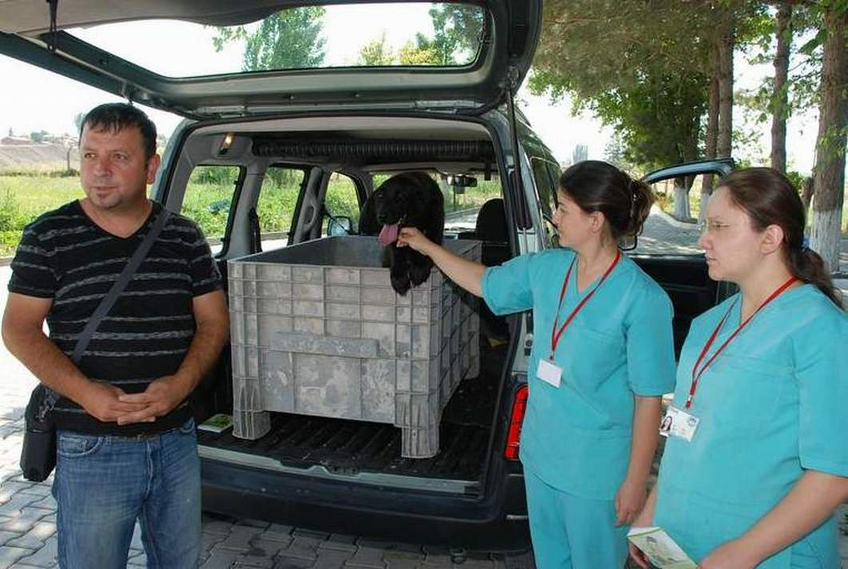 Tedavi Ettirdiği Sokak Köpeğini Sahiplendi