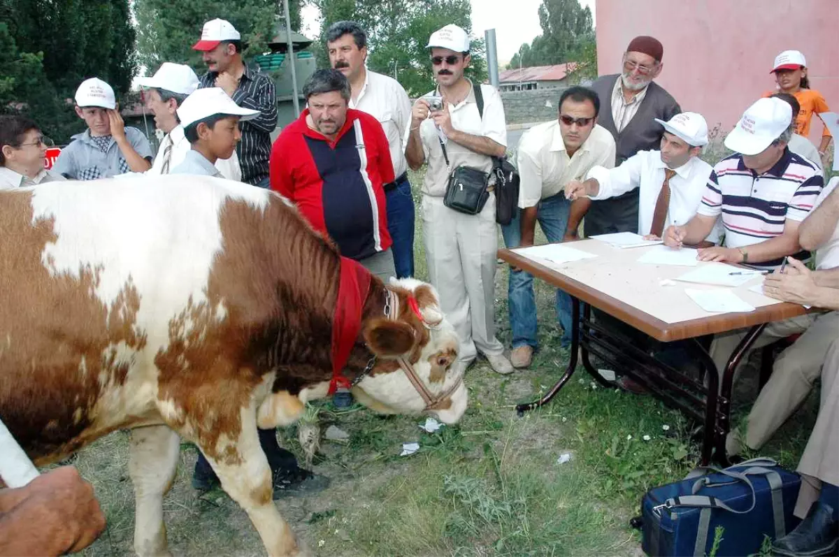 Tarım ve Hayvancılık Kültür Festivali\'nde Boğalar Podyuma Çıktı