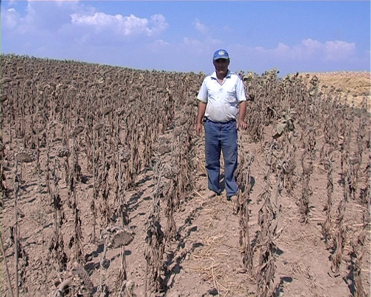 Ay Çiçek Tarlaları Kuruyan Tekirdağlı Çiftçiler, Borçların Ertelenmesini İstiyor