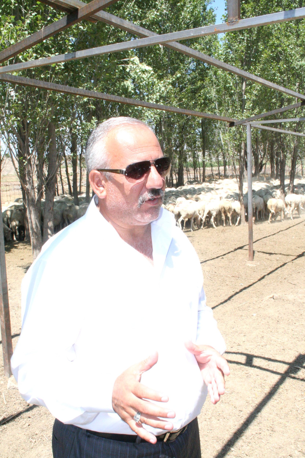 Erzincan'da Romanov Cinsi Koyun Yetiştirilecek